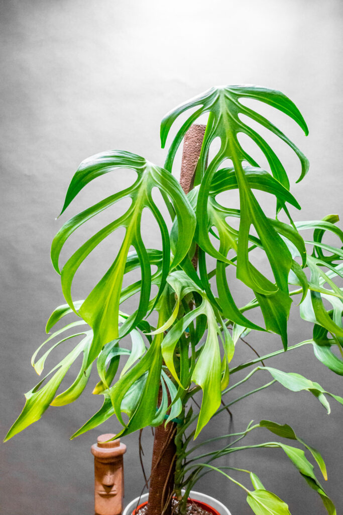 Monstera Burle Max Flame 21cm