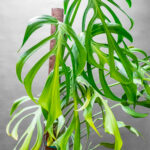 Monstera Burle Max Flame 21cm