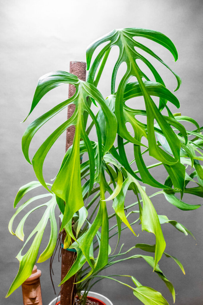 Monstera Burle Max Flame 21cm