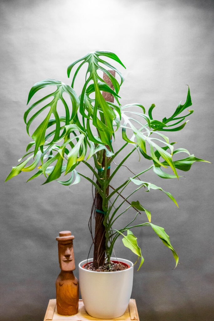 Monstera Burle Max Flame 21cm