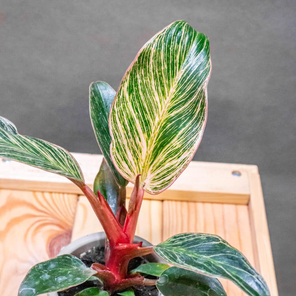 Philodendron Birkin Pink - Moai Jungle - Tbb, mint gondolnd