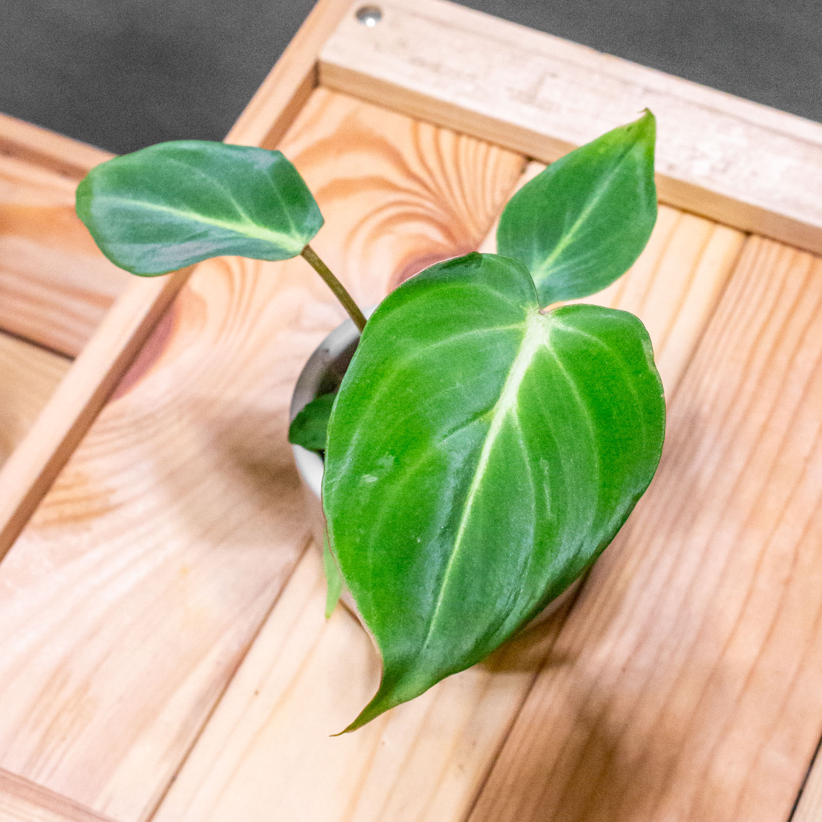 Philodendron Gloriosum Dark Form 6cm