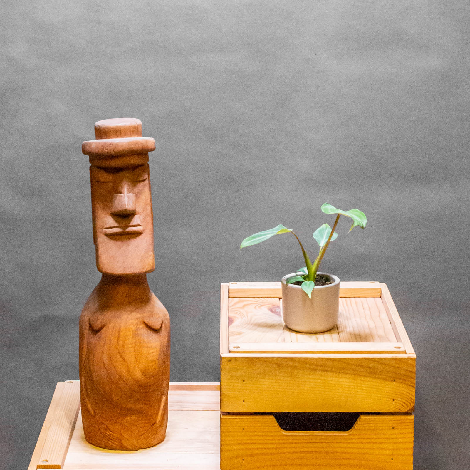 Philodendron Gloriosum Dark Form 6cm