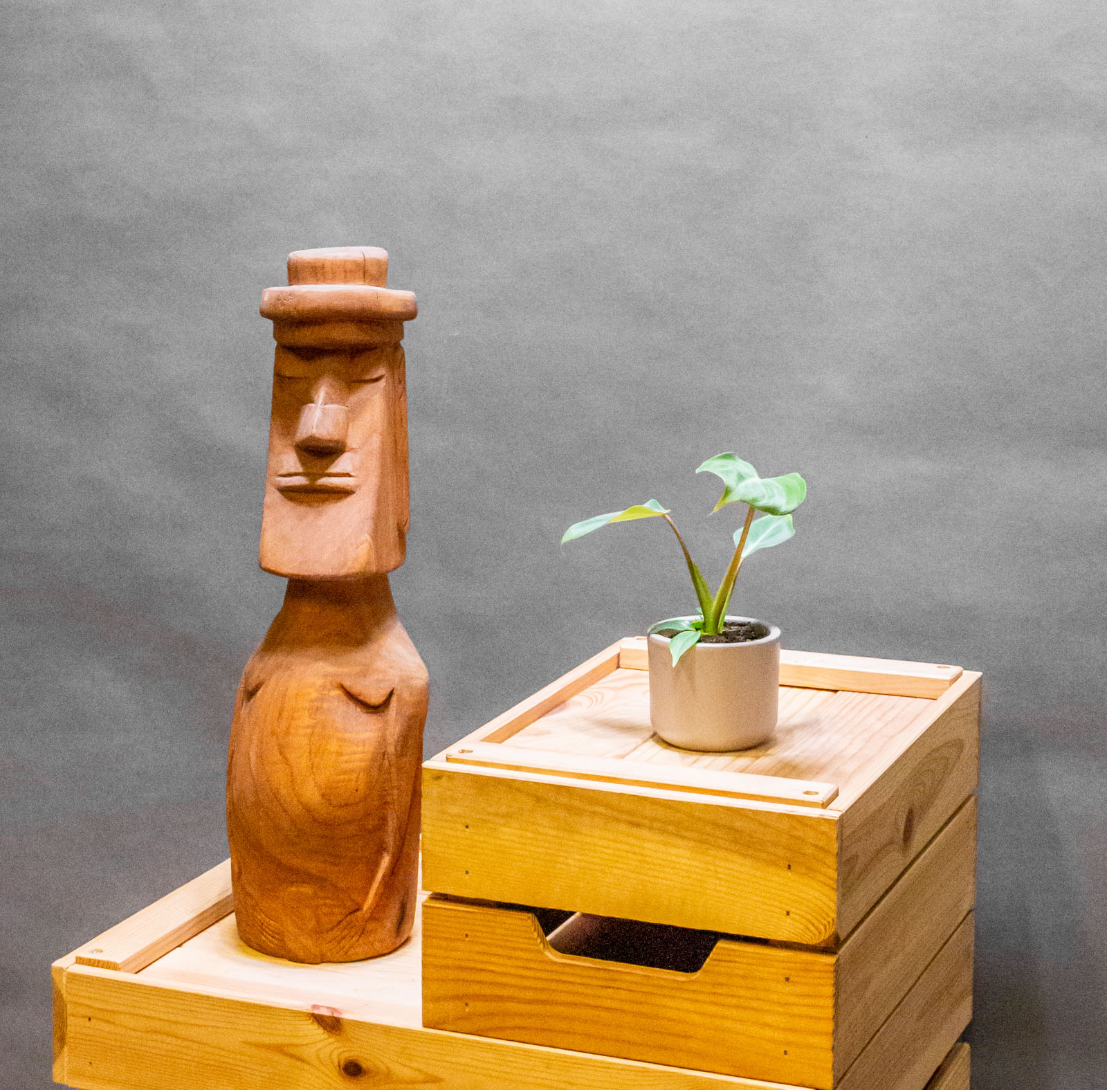 Philodendron Gloriosum Dark Form 6cm