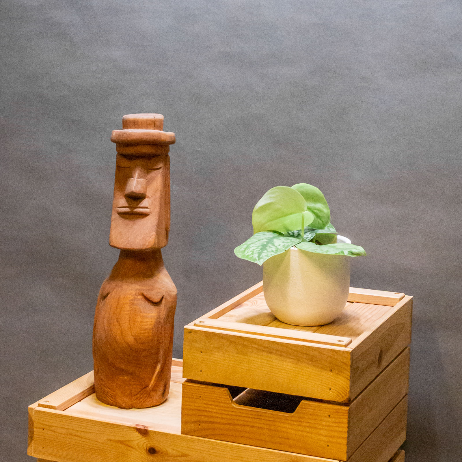 Scindapsus Silver Splash