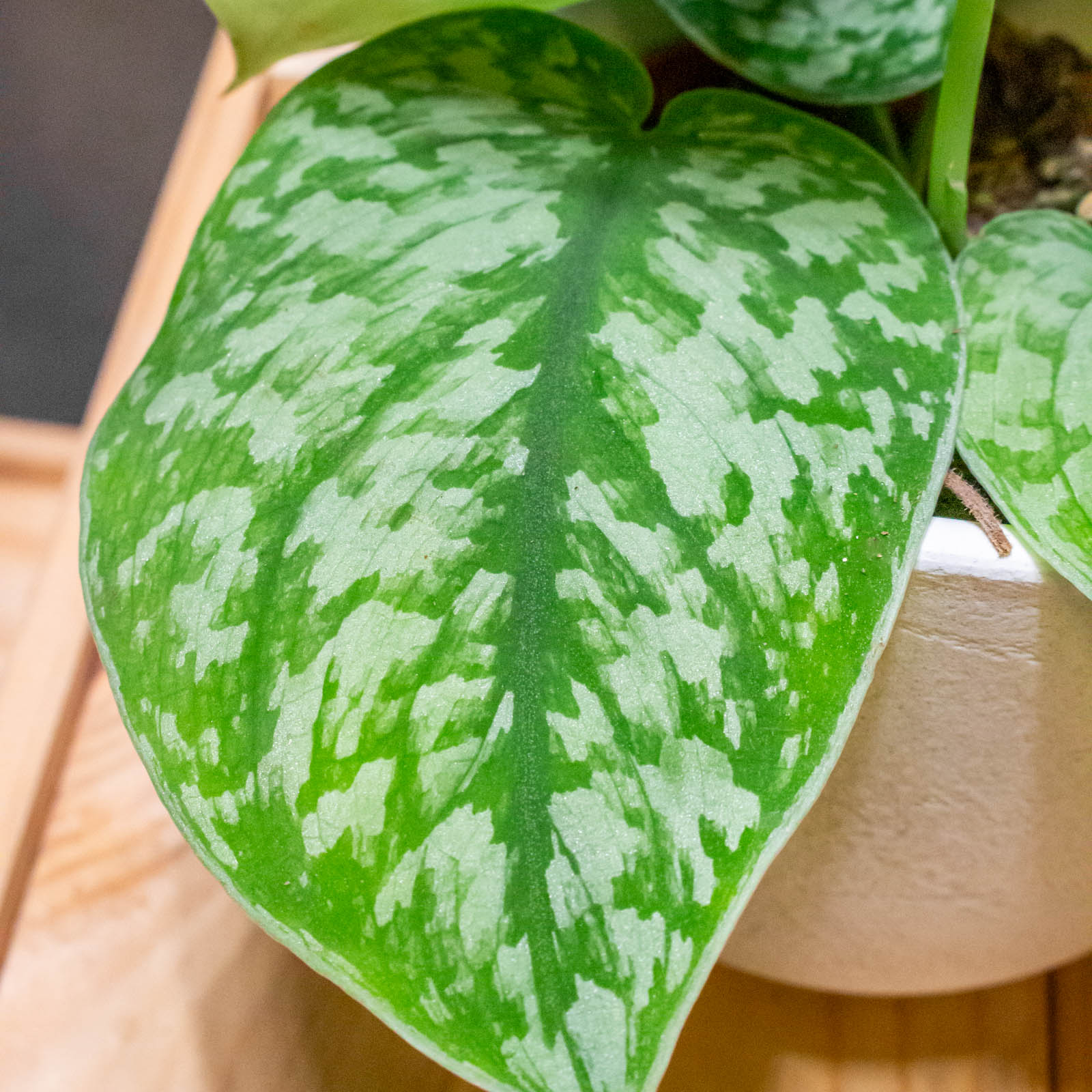 Scindapsus Silver Splash