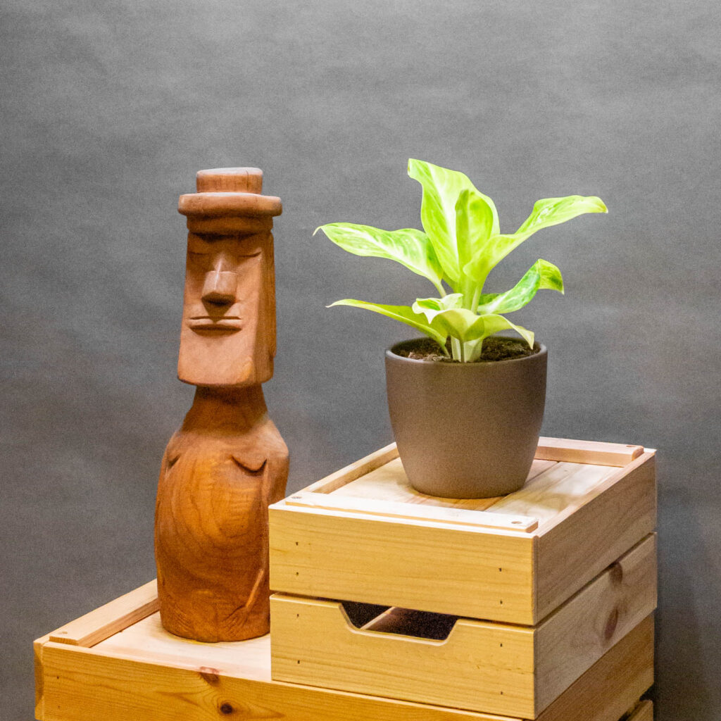 Aglaonema Citronelle 12cm