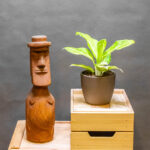 Aglaonema Citronelle 12cm