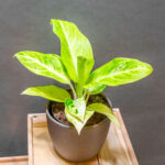 Aglaonema Citronelle 12cm