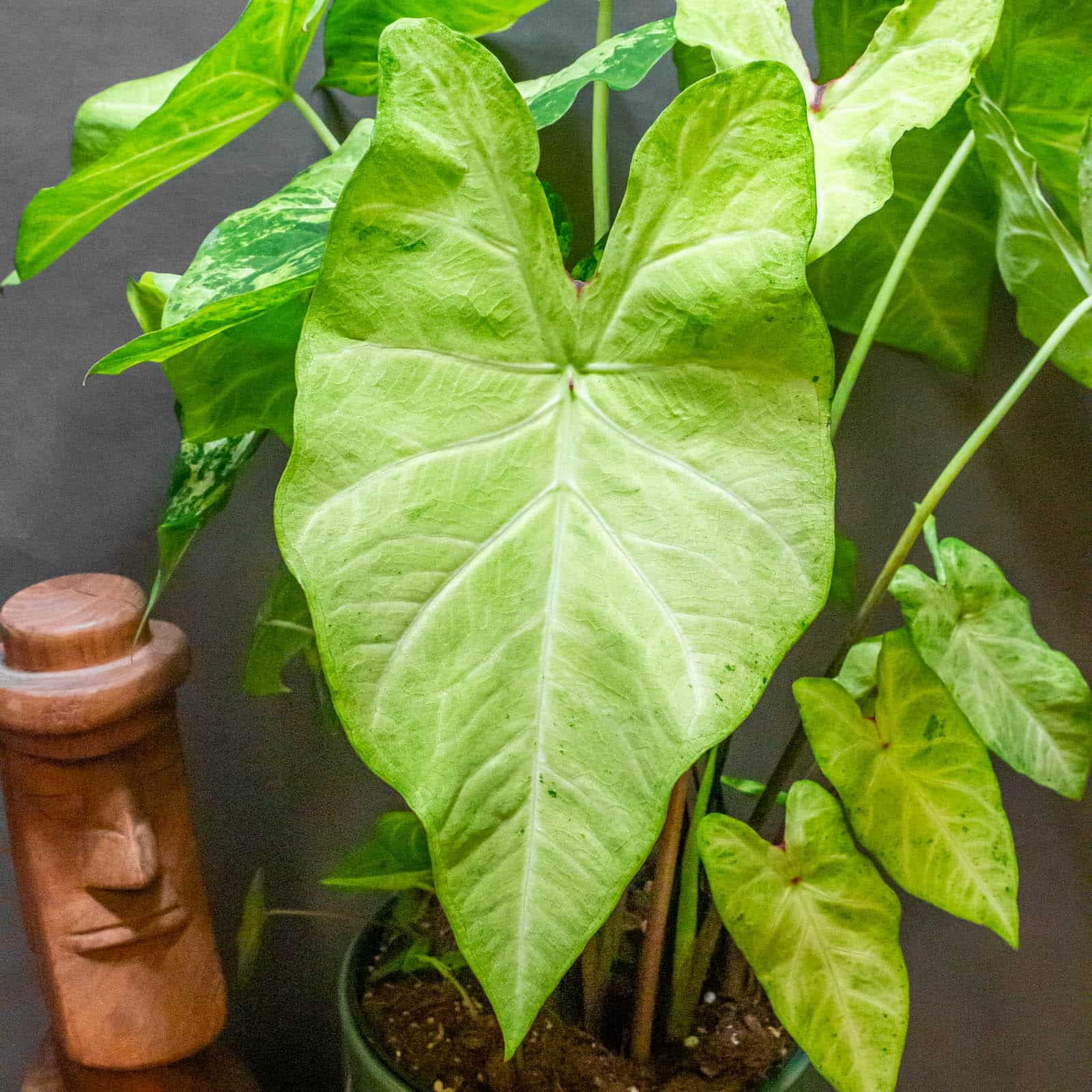 Caladium Frog in Blender - Moai Jungle - Több, mint gondolnád