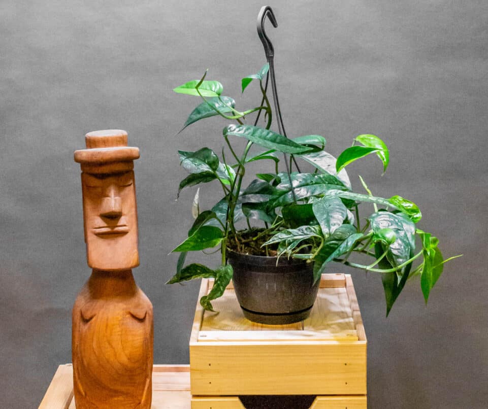 Epipremnum Pinnatum Variegata 15cm