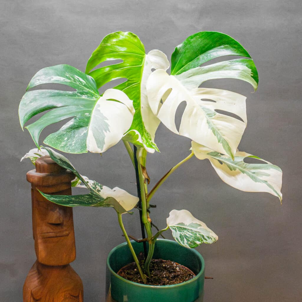 philodendron melanochrysum kleine blätter Philodendron Melanochrysum – HappiestPlants main image 0