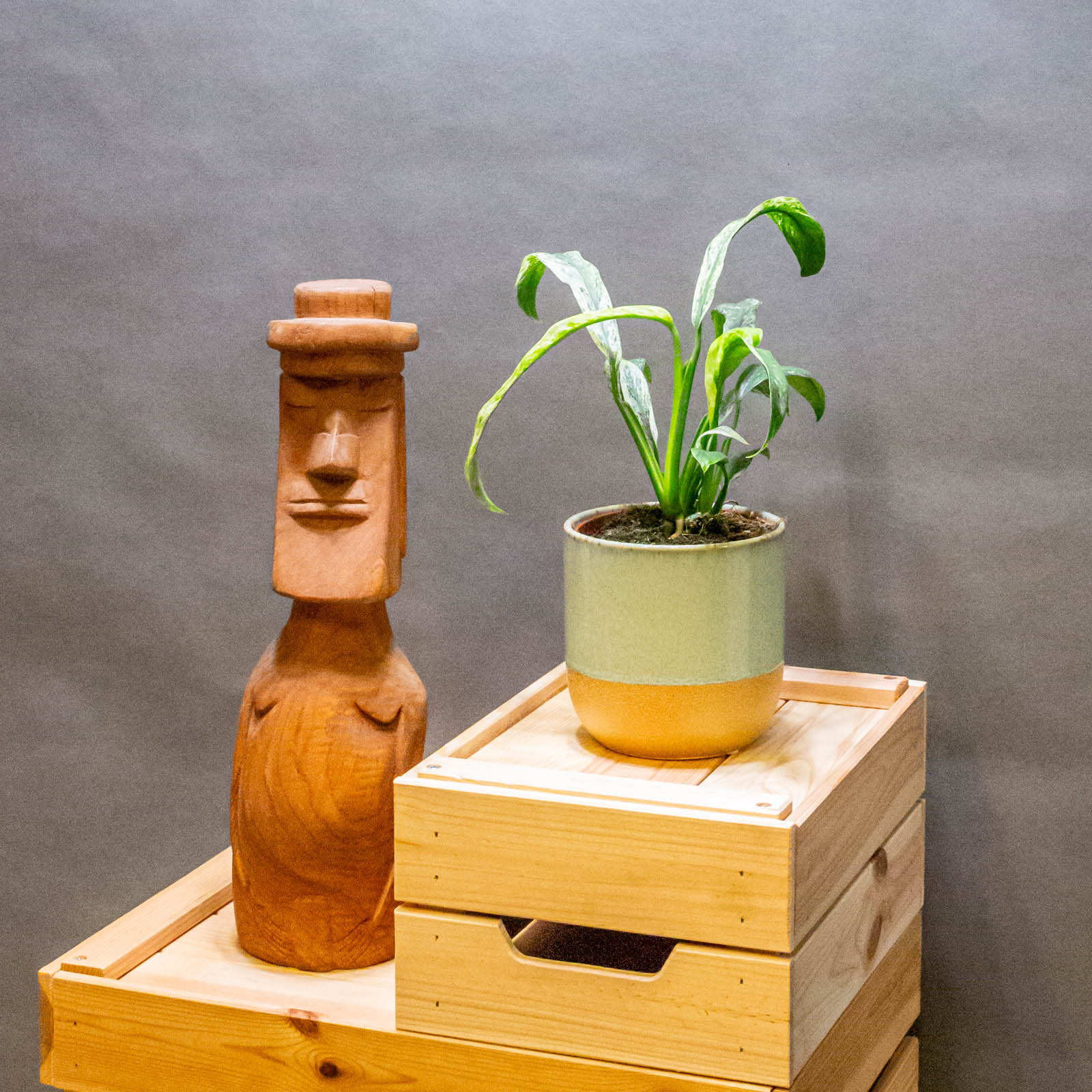 Rhaphidophora Puberula Variegata 12cm