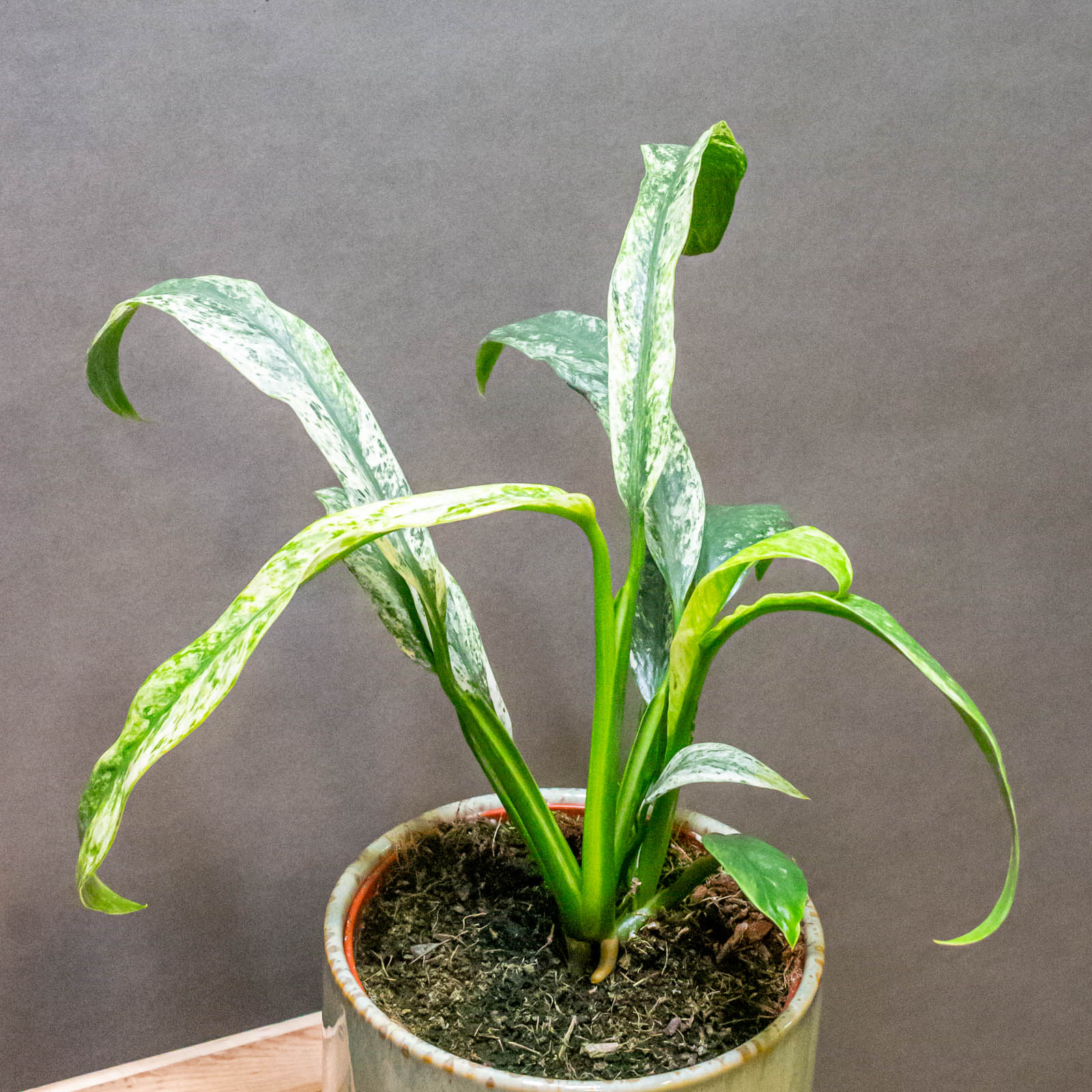 Rhaphidophora Puberula Variegata 12cm