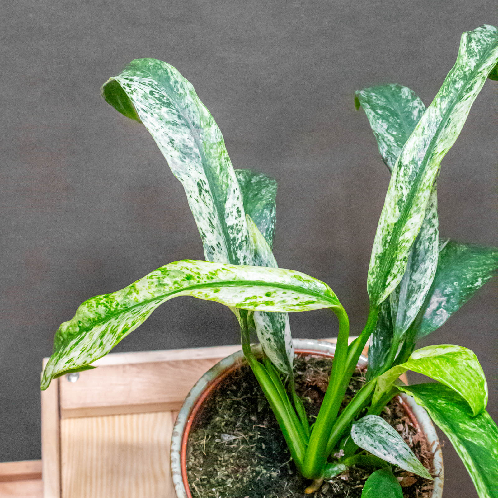 Rhaphidophora Puberula Variegata 12cm