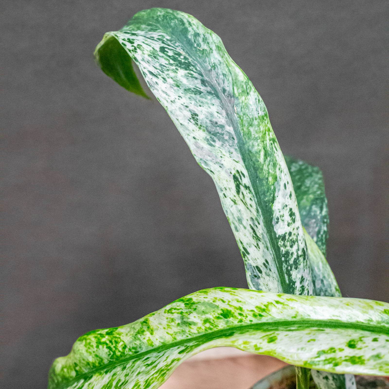 Rhaphidophora Puberula Variegata 12cm