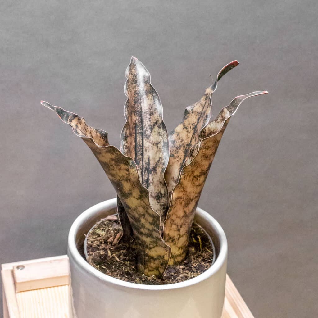 Sansevieria Star Canyon Granite - Moai Jungle - Tbb, mint
