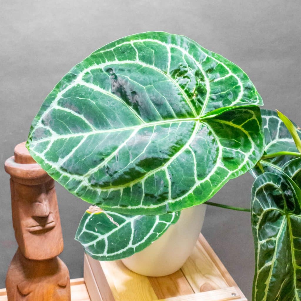 Anthurium Crystallinum - Moai Jungle - Több, mint gondolnád