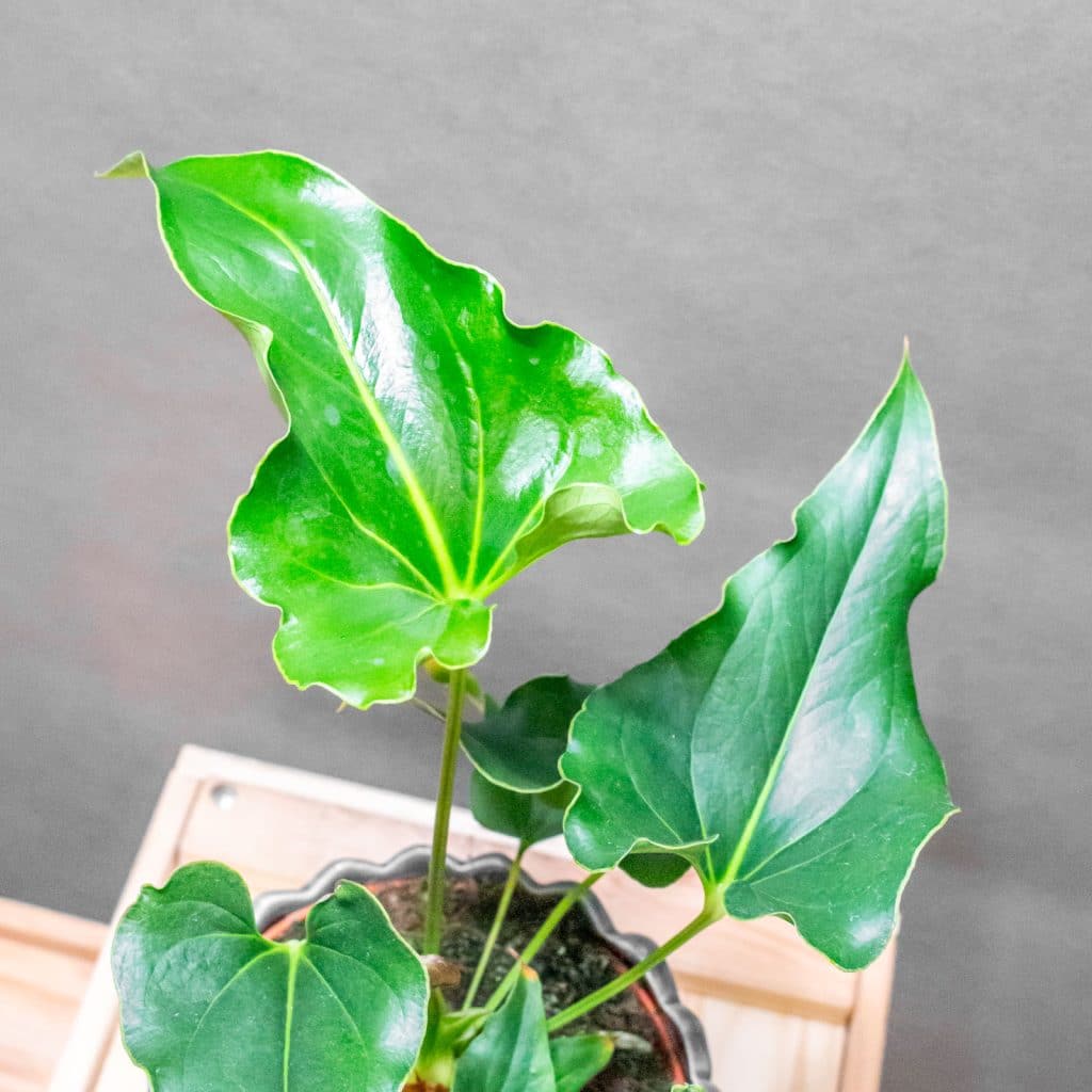 ficus bonsai groß Ficus Bonsai Kokedama