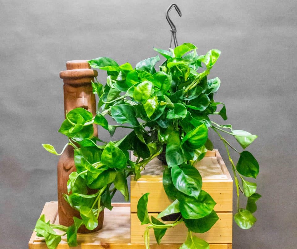 Epipremnum Global Green 15cm