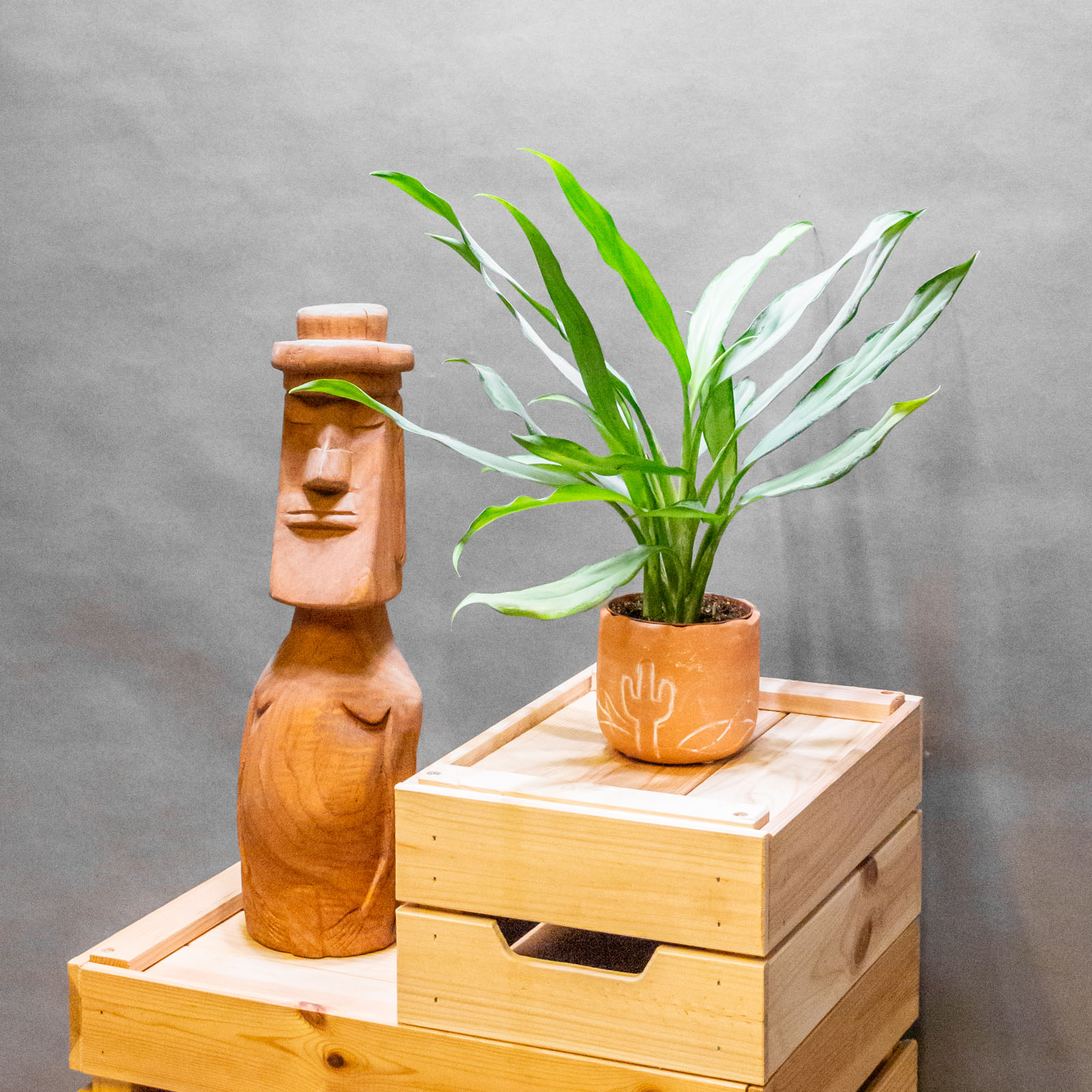 Aglaonema White Lance 9cm