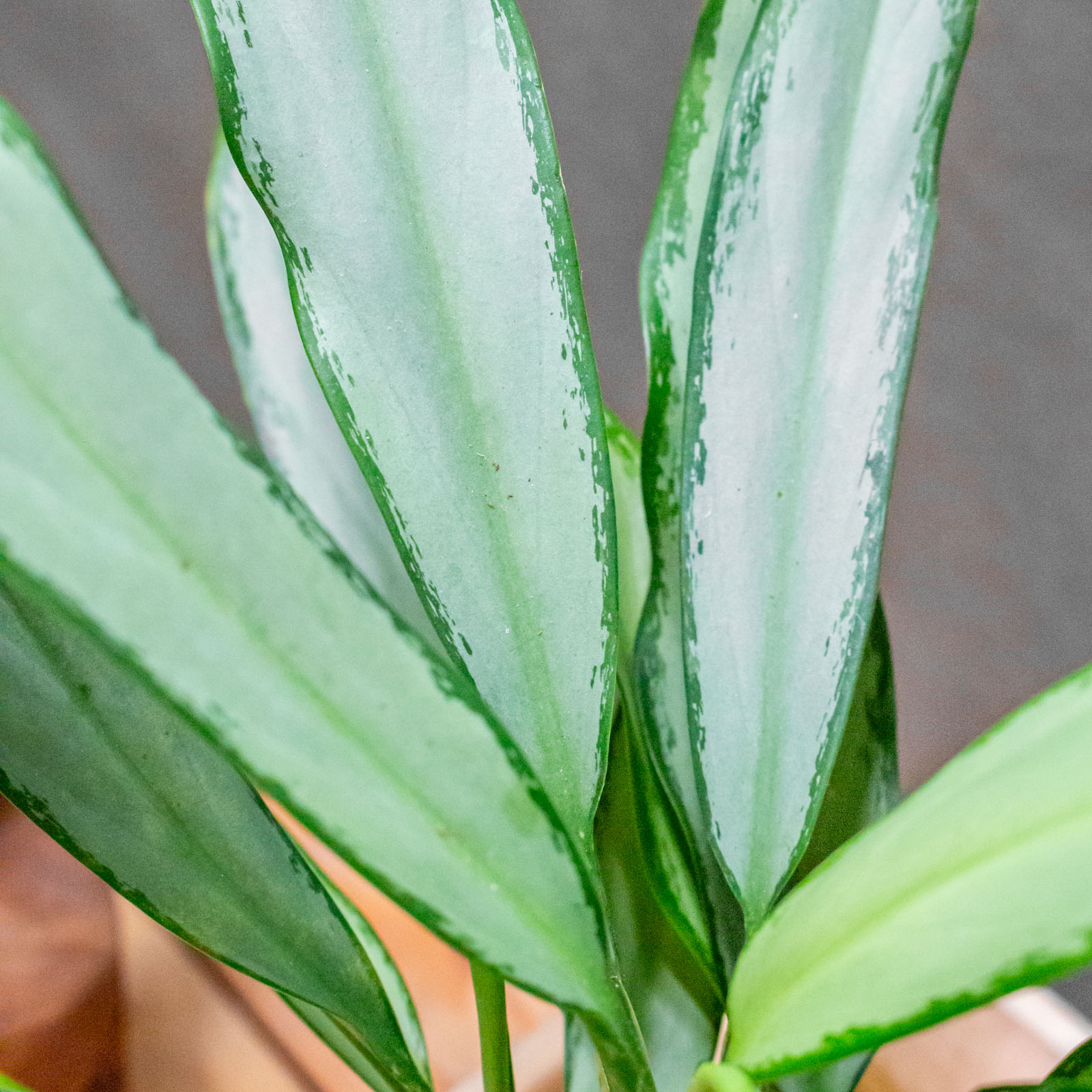 Aglaonema White Lance 9cm