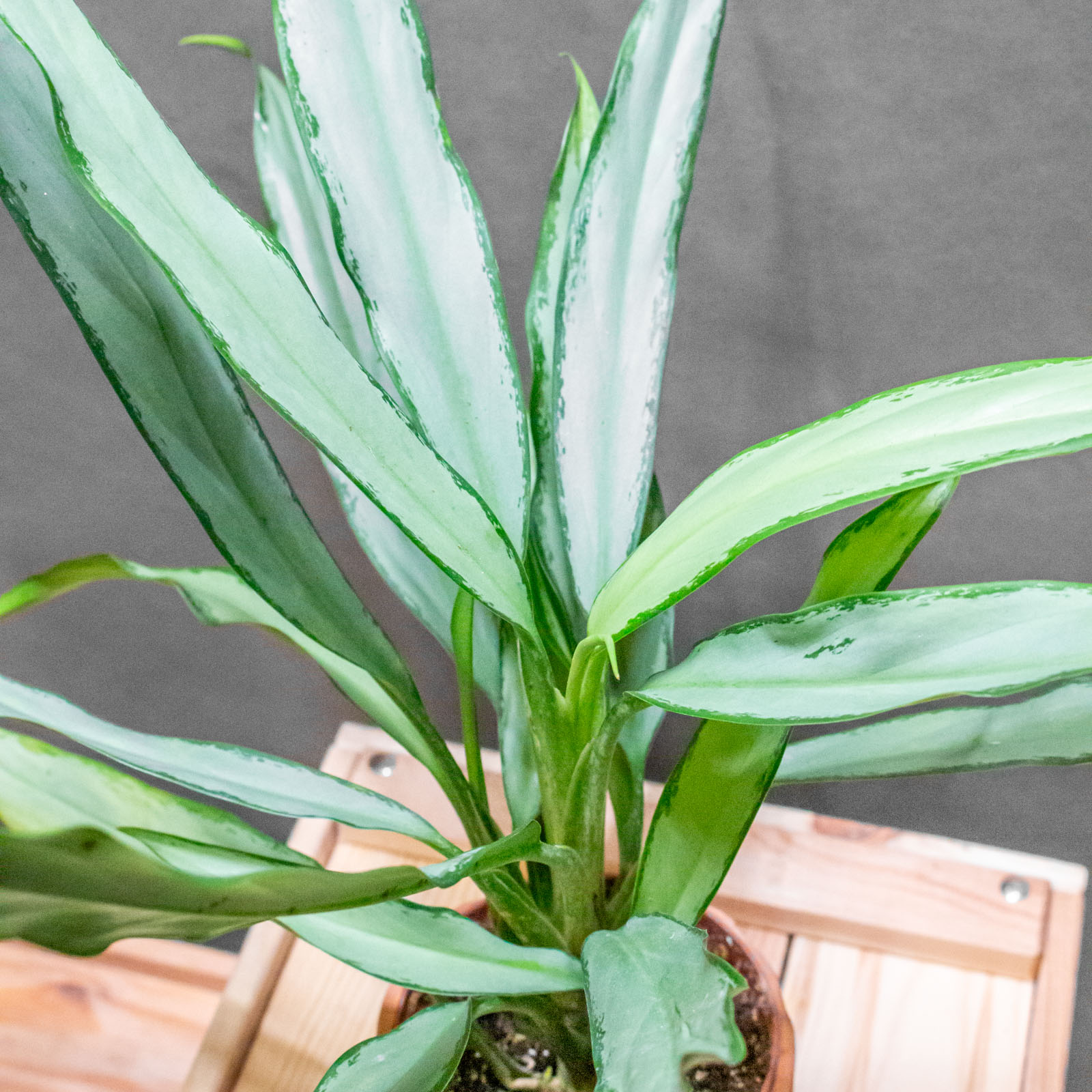 Aglaonema White Lance 9cm
