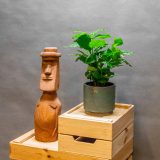Coffea Arabica 12cm