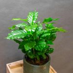 Coffea Arabica 12cm