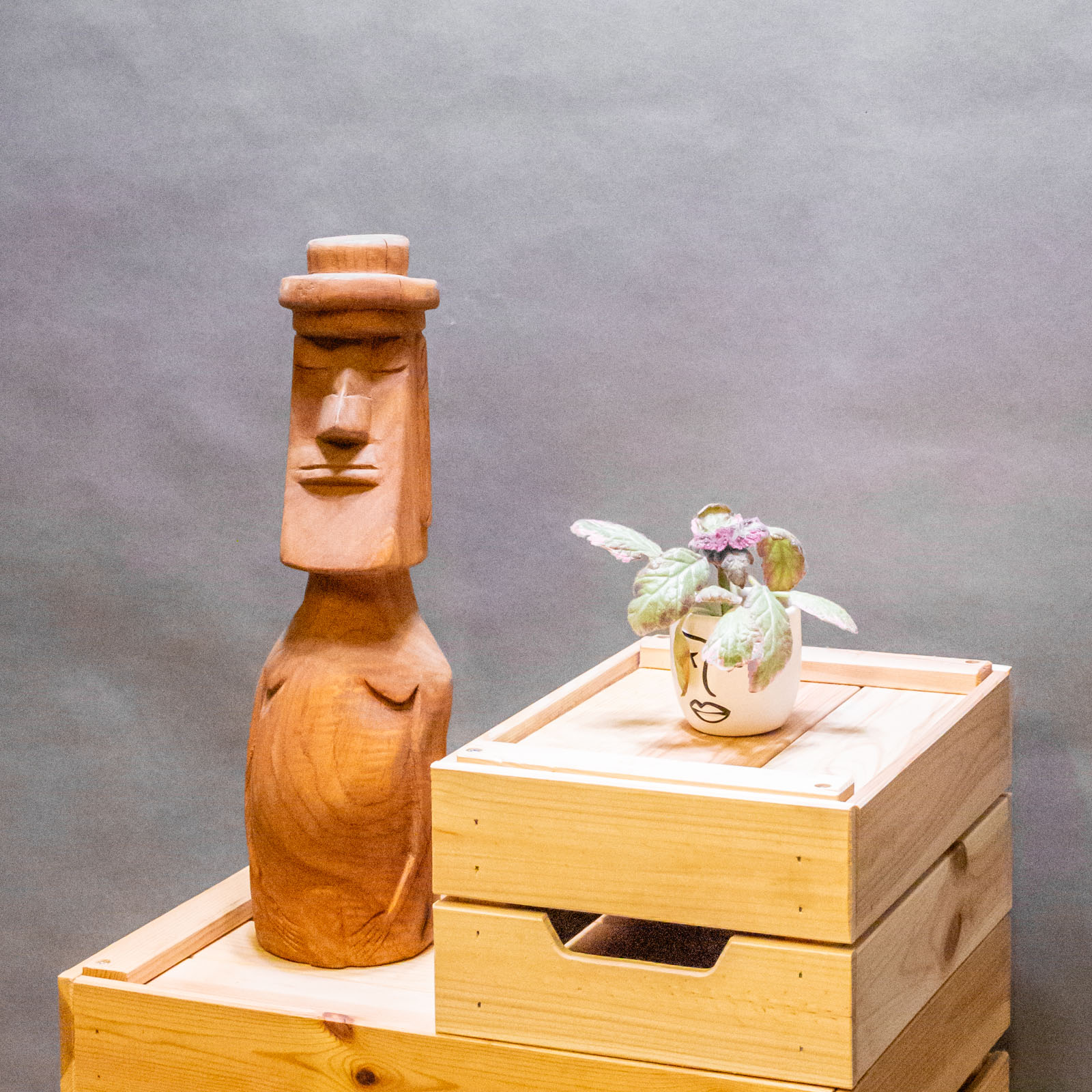 Episcia Pink Brocade 6cm