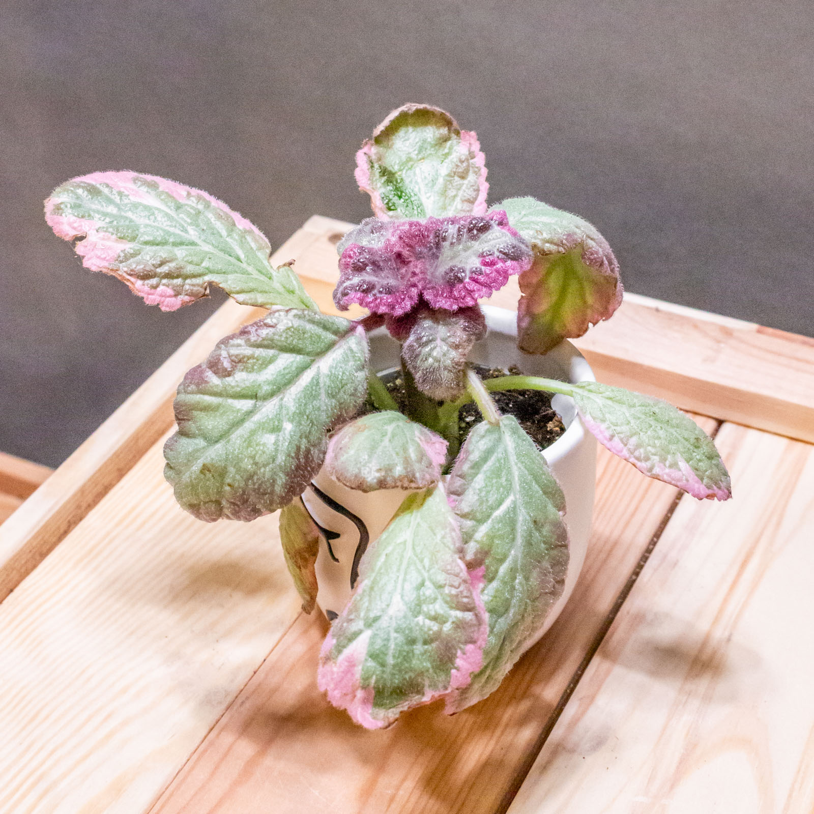 Episcia Pink Brocade 6cm