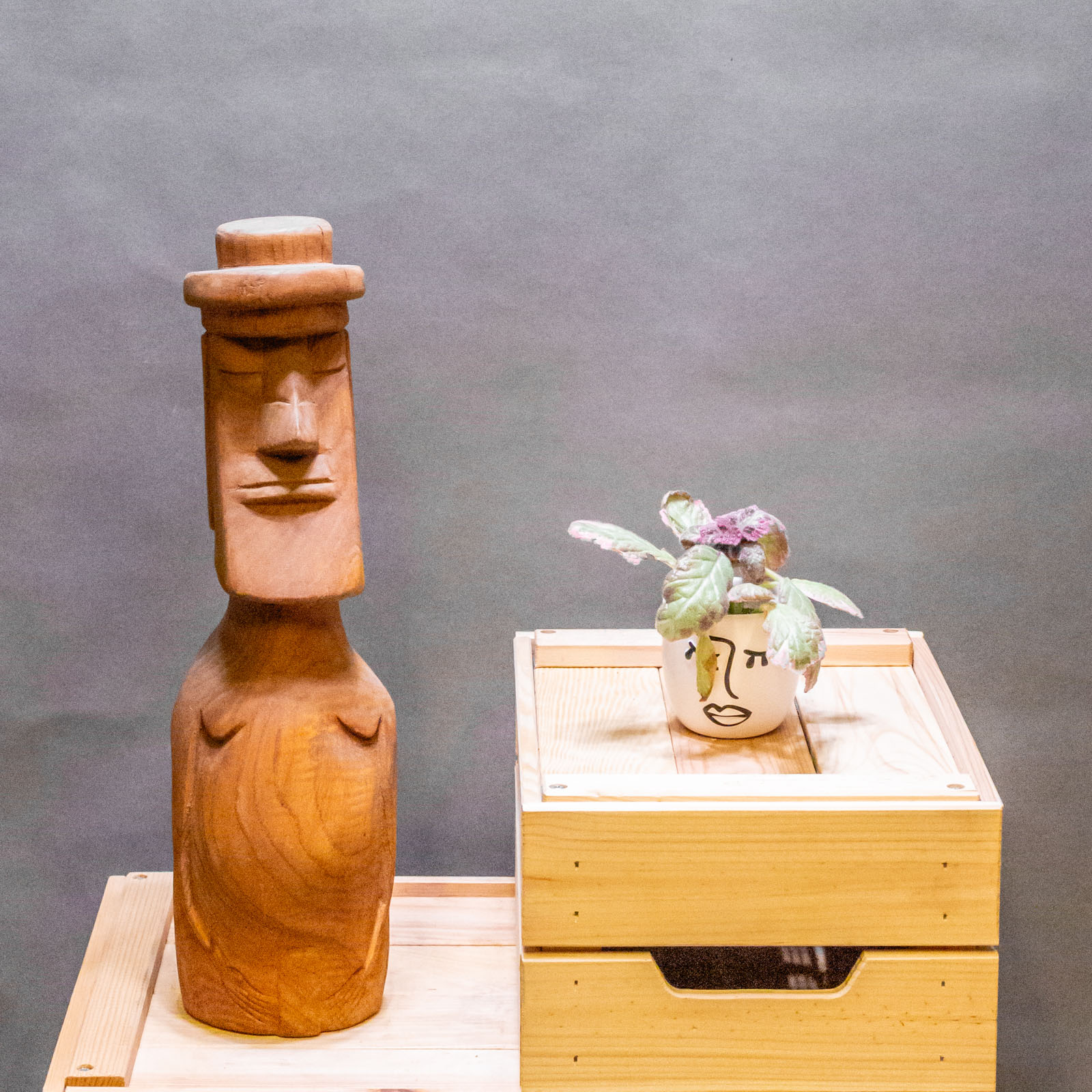 Episcia Pink Brocade 6cm