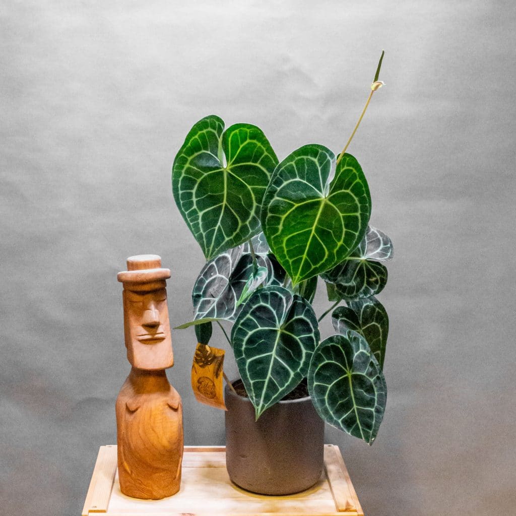 Anthurium Clarinervium 15cm