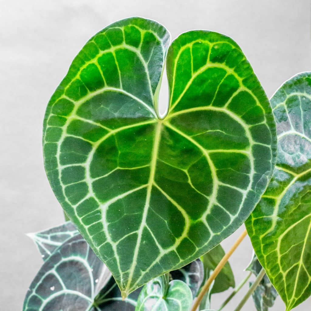 Anthurium Clarinervium 15cm