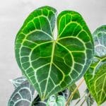 Anthurium Clarinervium 15cm