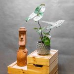 Cyrtosperma Johnstonii 12cm