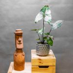 Cyrtosperma Johnstonii 12cm