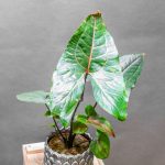 Cyrtosperma Johnstonii 12cm