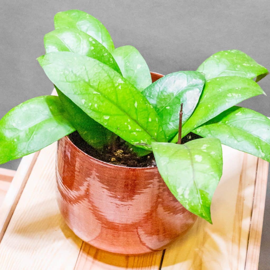 Hoya Aceh 12cm