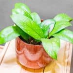 Hoya Aceh 12cm