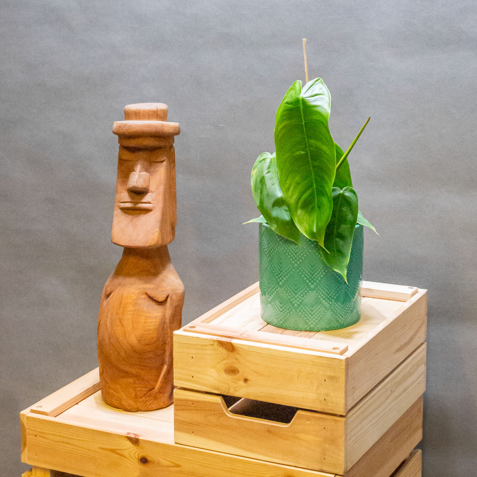 Philodendron Sharoniae 12cm