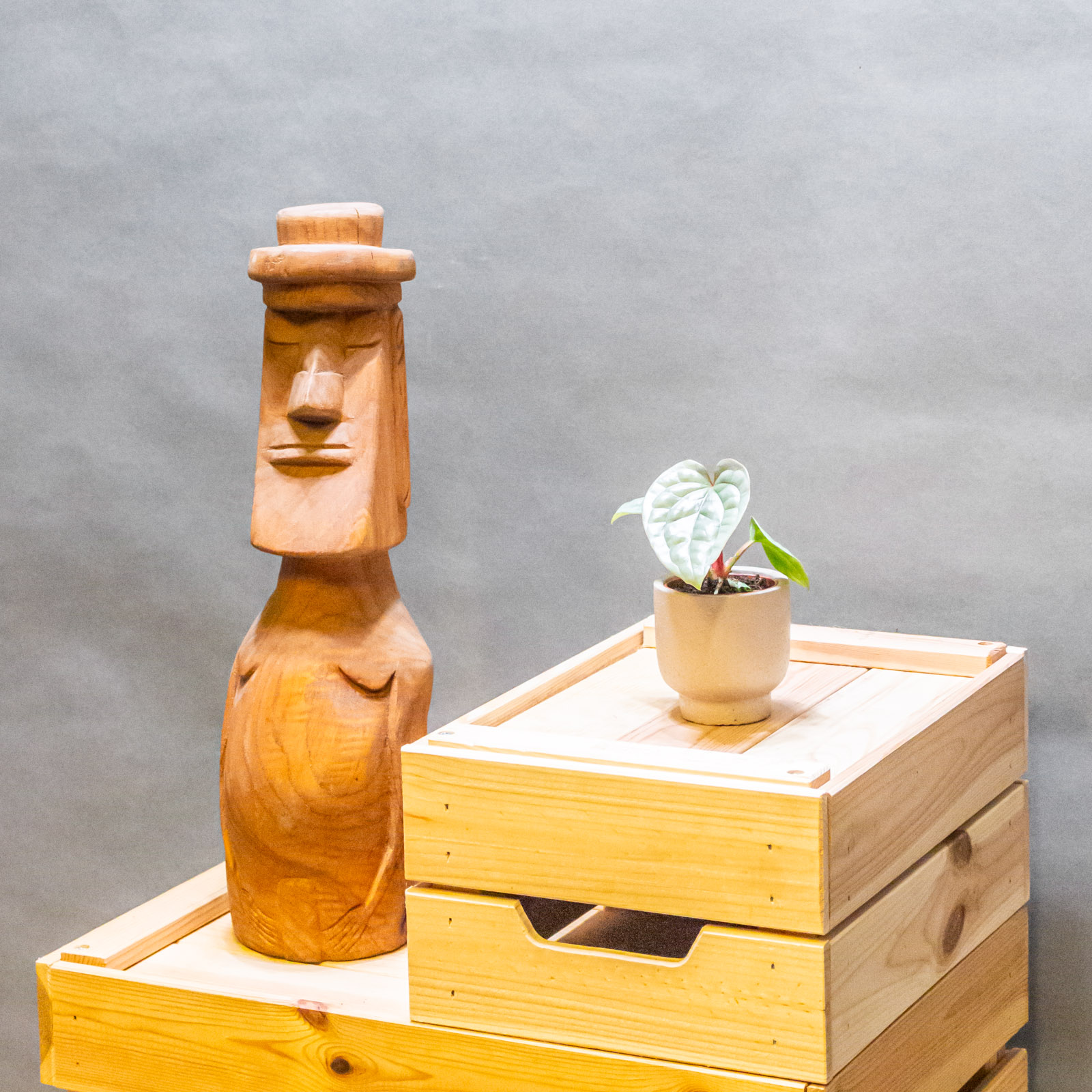 Anthurium Luxurians 6cm