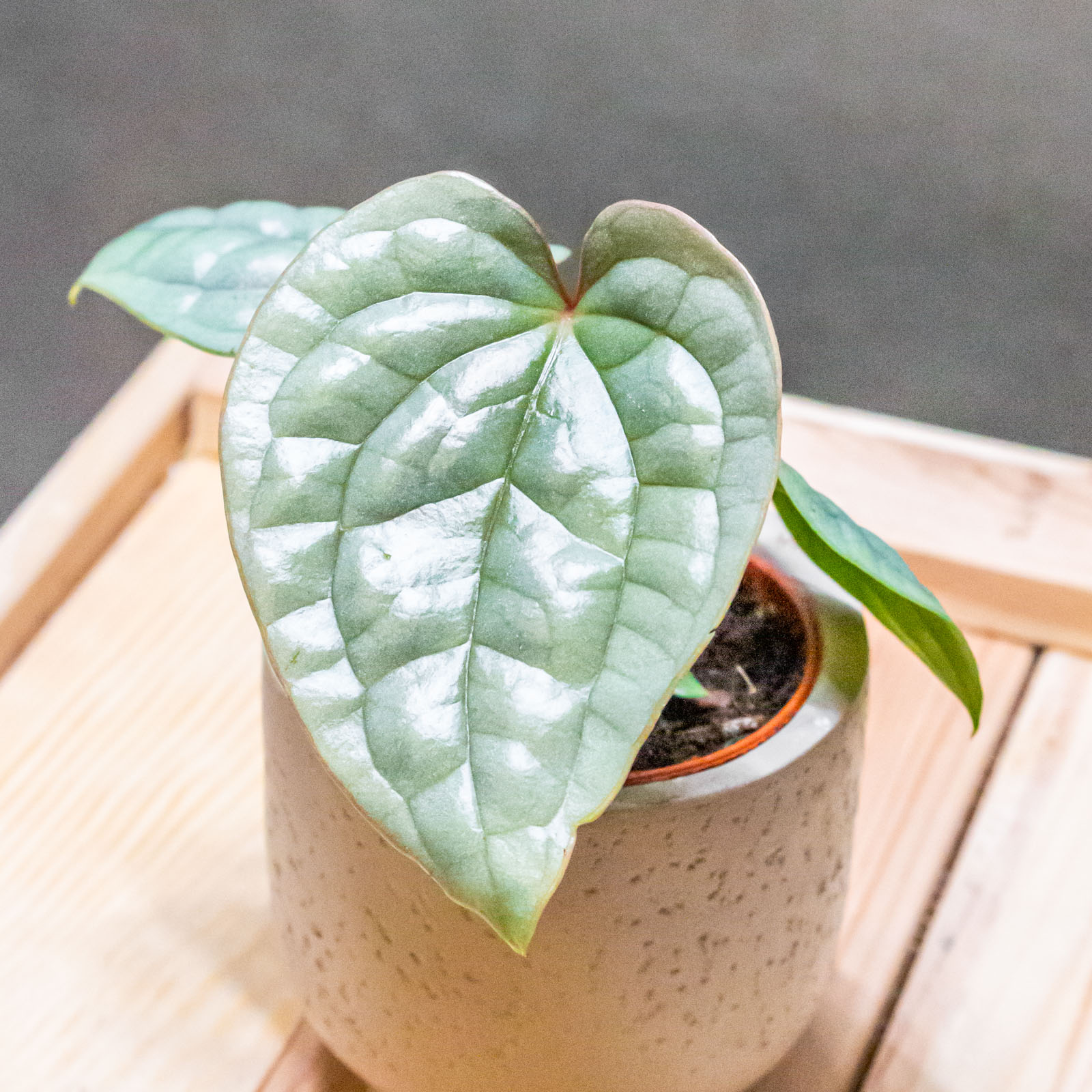 Anthurium Luxurians 6cm