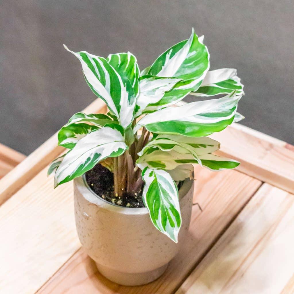 calathea leuconeura Calathea Maranta  Bay Area Plant Nurse