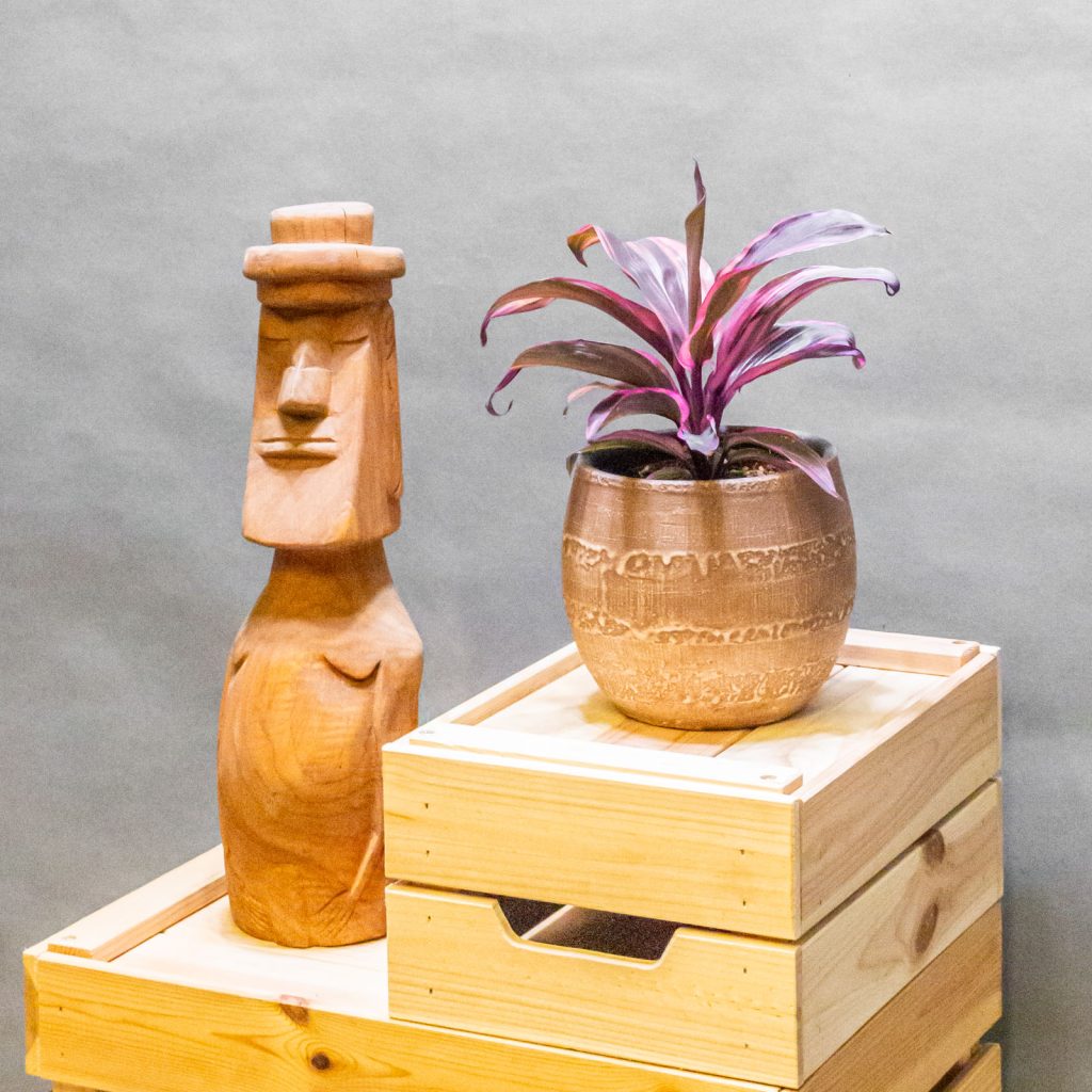 Cordyline Strawberry Queen 12cm