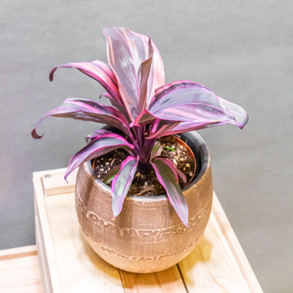 Cordyline Strawberry Queen 12cm
