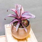 Cordyline Strawberry Queen 12cm