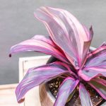 Cordyline Strawberry Queen 12cm