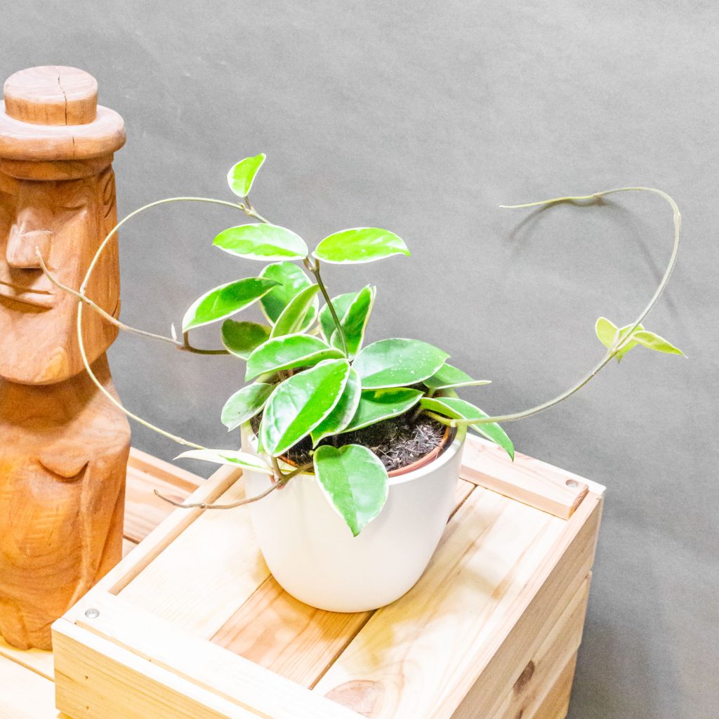 Hoya Krimson Queen 12cm