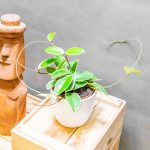 Hoya Krimson Queen 12cm